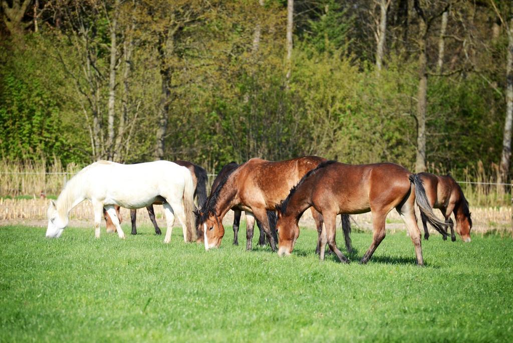 Filippus Vakantiehoeve Maldegem Buitenkant foto